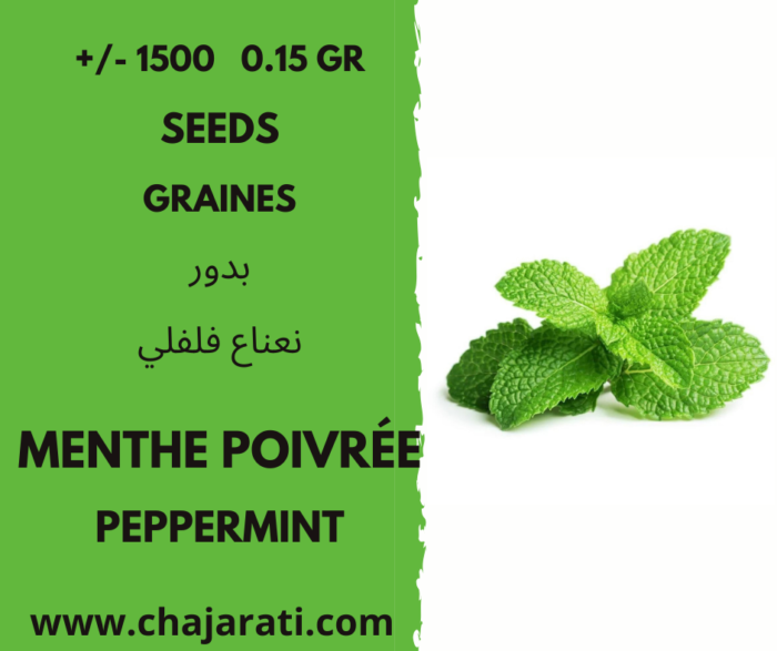 graines menthe poivree - peppermint seeds