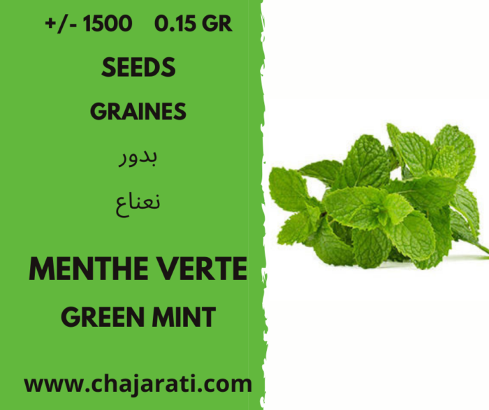 graines de menthe verte graines. - spearmint seeds