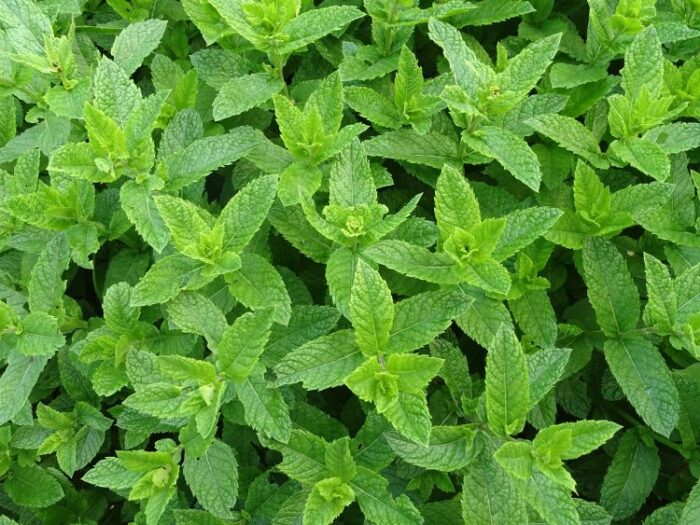 graines menthe poivree - peppermint seeds