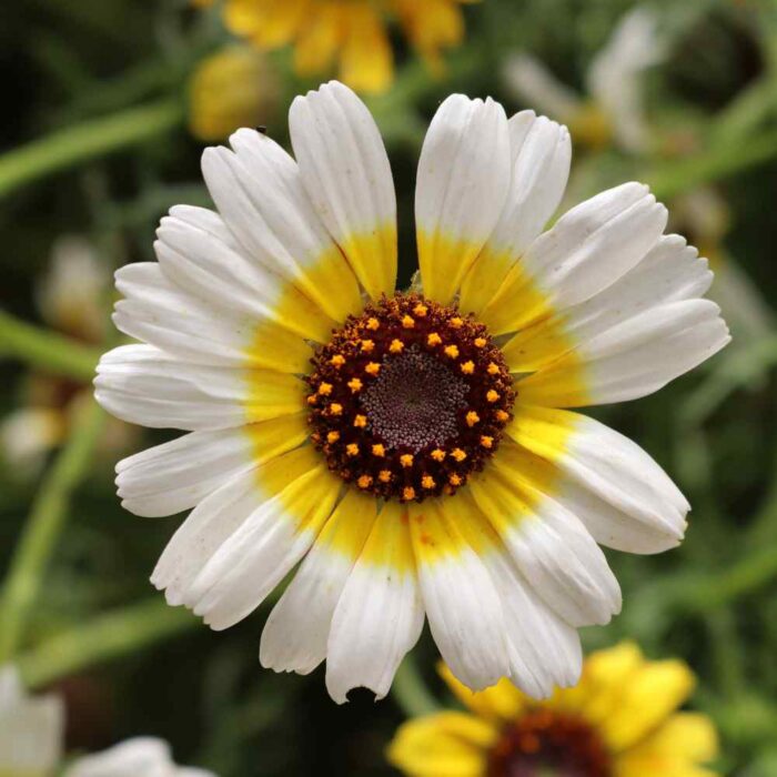 Chrysanthème Chrysanthemum polar star