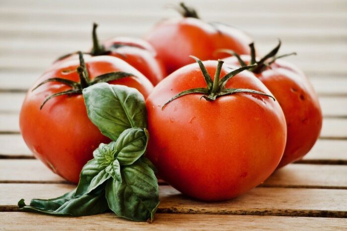 +/- 400  Graines tomate Heinz 1350 - seeds tomato Heinz 1350 – Image 4