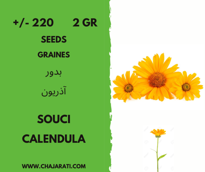 graines de souci - calendula seeds