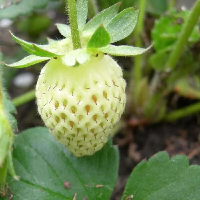 +/- 300 graines fraisier des bois ( Blanche) - White Soul, Strawberry – Image 5