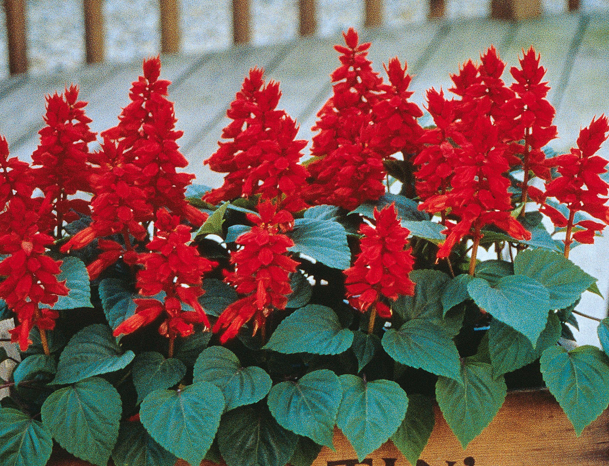 5cc1aa5a7e91a_1_salvia_splendens_vista_red_bd