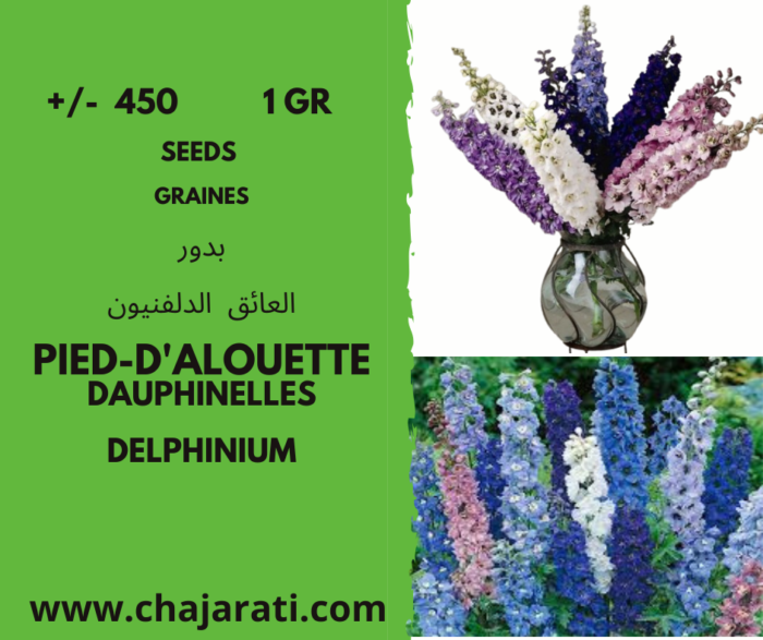 Pied-d'alouette - Dauphinelles - Delphinium seeds