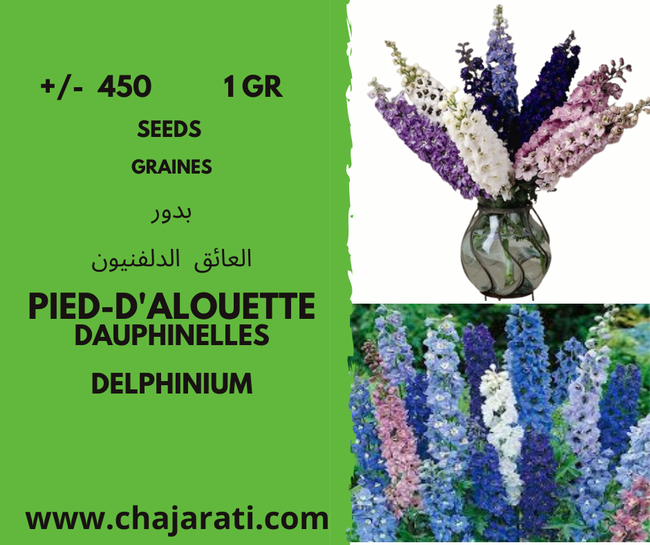 Pied-d’alouette Dauphinelles