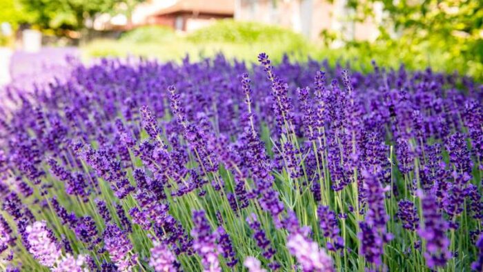 Graines de lavande - lavander seeds