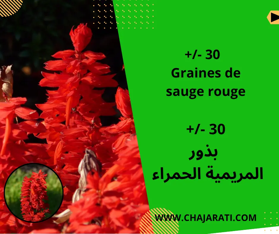 Graines de sauge rouge – المريمية الحمراء
