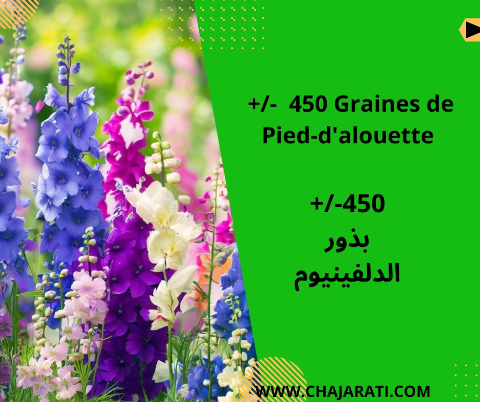 Graines de Pied-d&rsquo;alouette – بذور الدلفينيوم