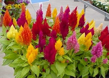 celosia