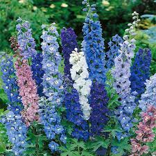 delphinium_pacific_giants