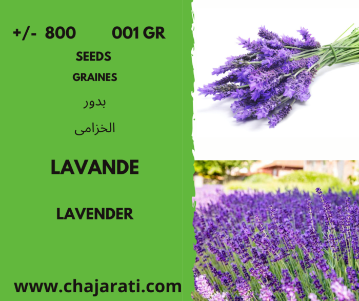 Graines de lavande - lavander seeds