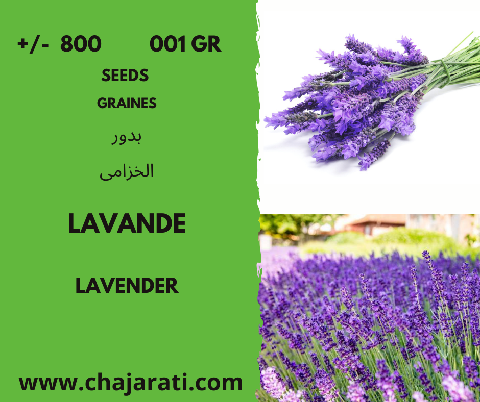 lavande graine seeds chajarati