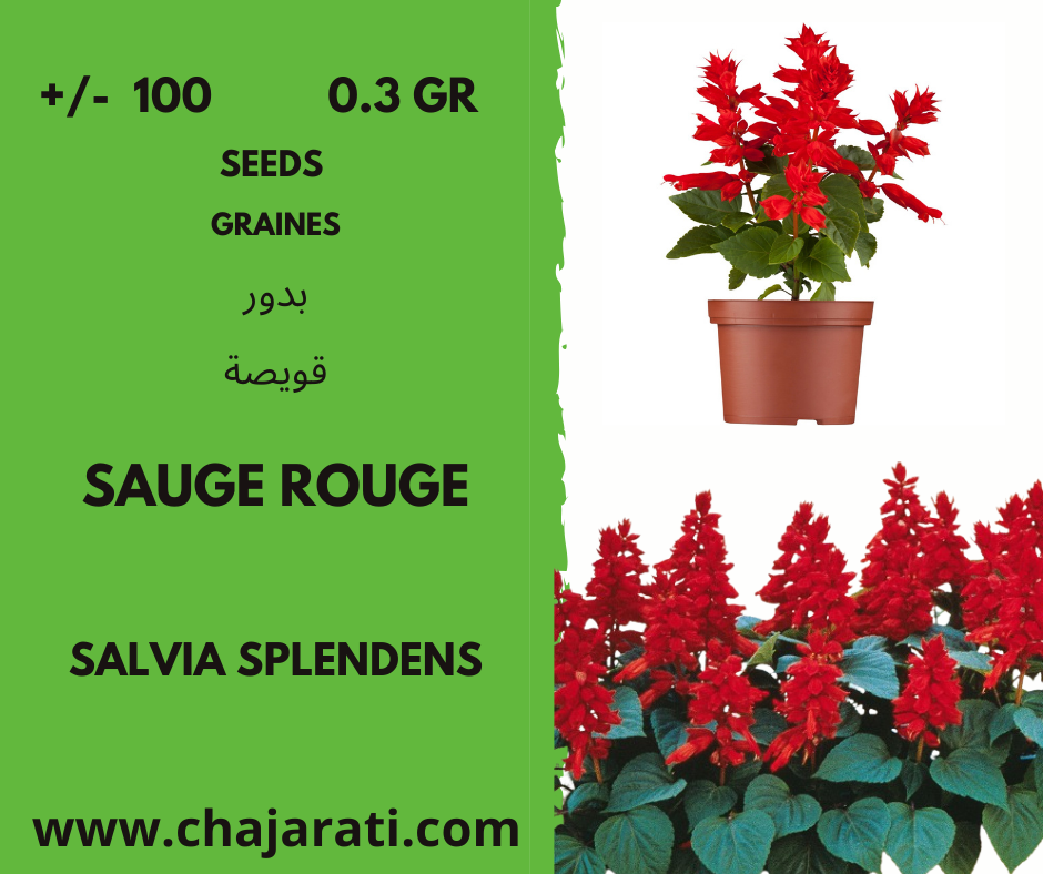 sauge rouge splendens chajarati