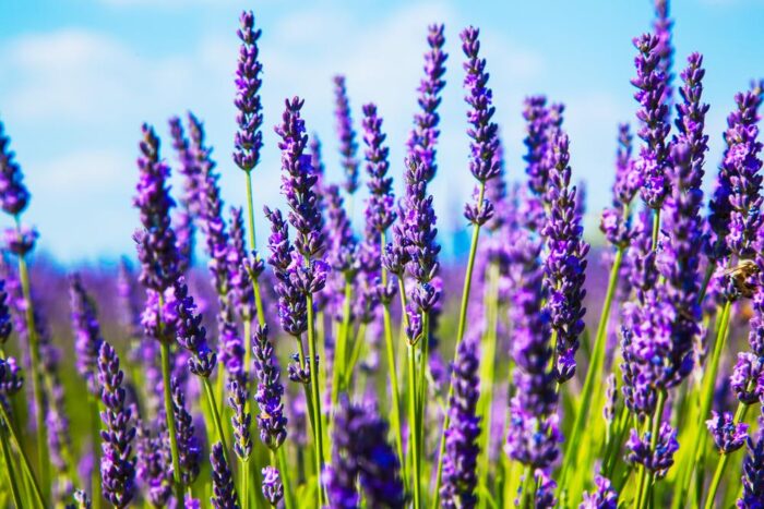 Graines de lavande - lavander seeds