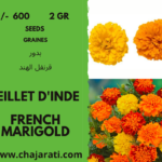 French marigold - Graines d' Œillet d'Inde