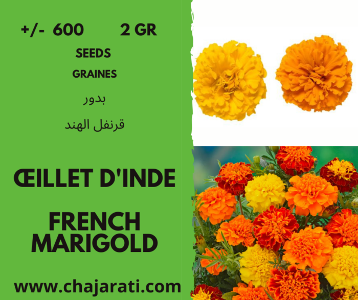 French marigold - Graines d' Œillet d'Inde