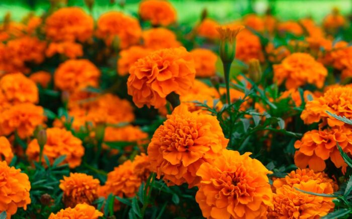 French marigold - Graines d' Œillet d'Inde