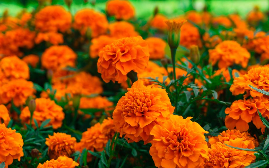 French marigold – Graines d’ Œillet d’Inde