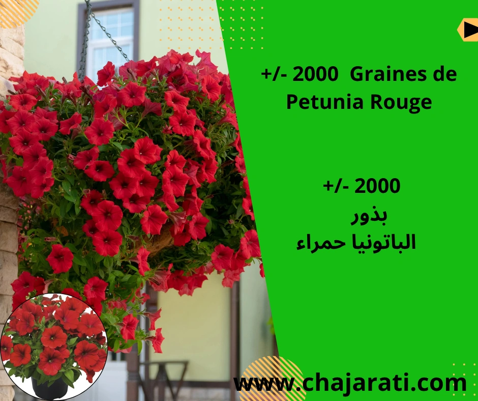 Graines de petunia Rouge – بذور بيتونيا حمراء