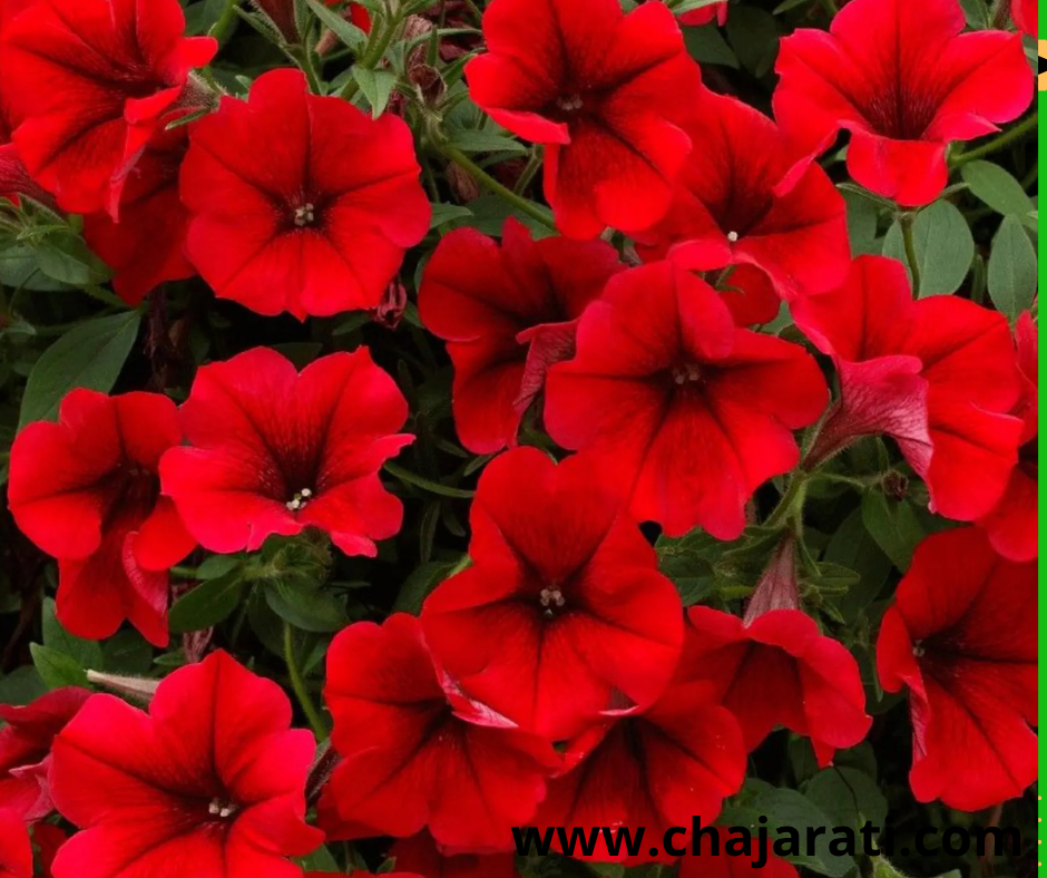 Graines de petunia Rouge – بذور بيتونيا حمراء