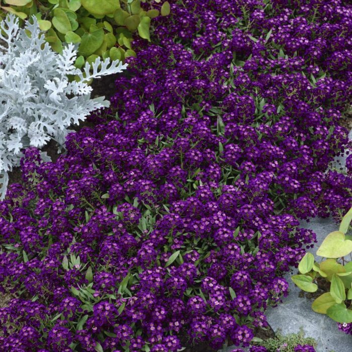 +/- 4000  Graines Alyssum Violet  - Alyssum Violet  seeds – Image 2