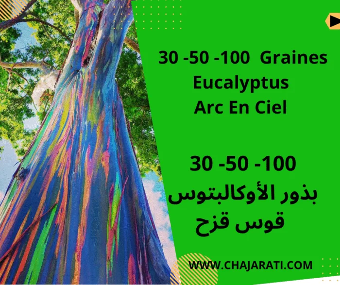 Graines Eucalyptus Arc En Ciel – بذور الأوكالبتوس قوس قزح