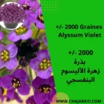 +/- 2000 Graines Alyssum Violet - بذور زهرة الأليسوم البنفسجي