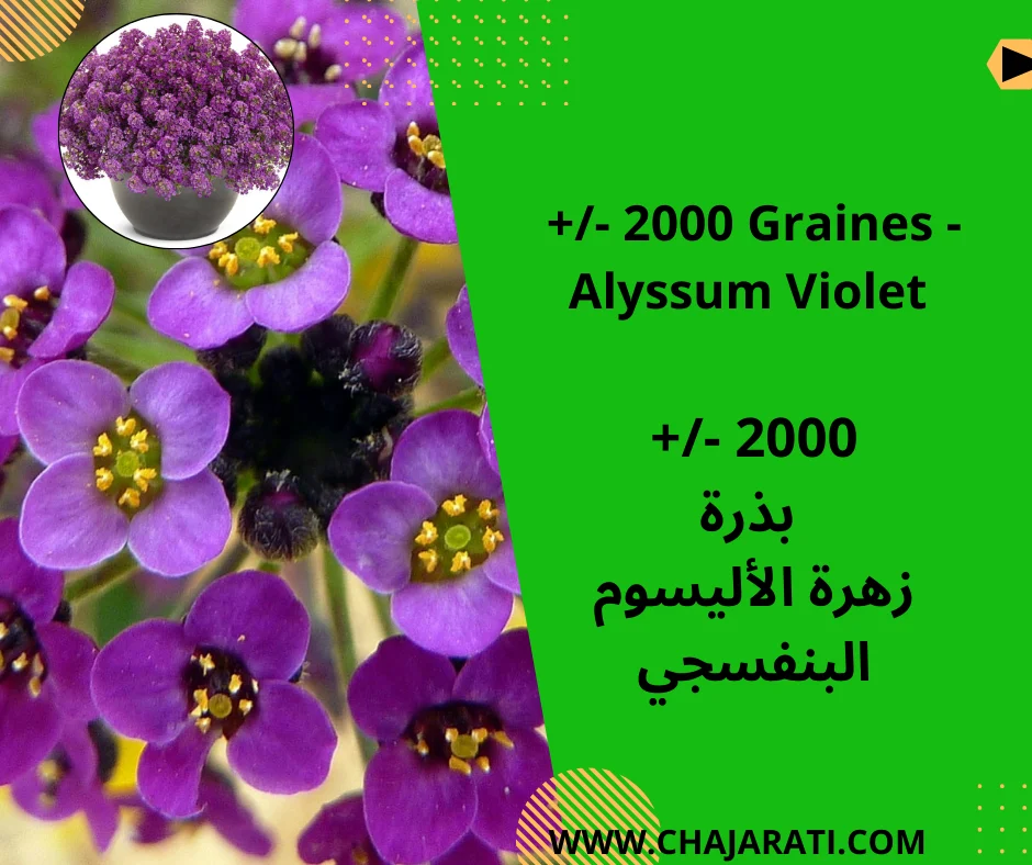 +/- 2000  Graines Alyssum Violet  –