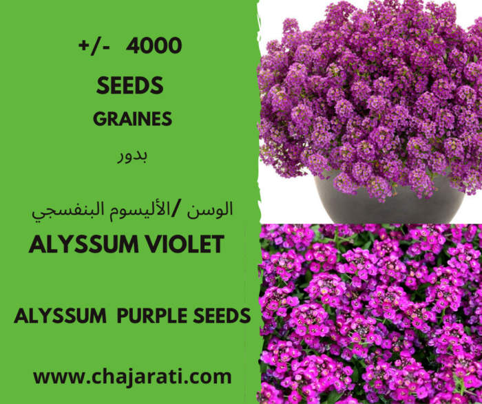 Alyssum Violet Chajarati.com