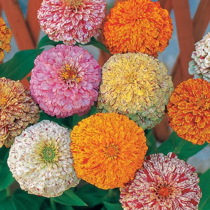 graines de Zinnia Peppermint Stick