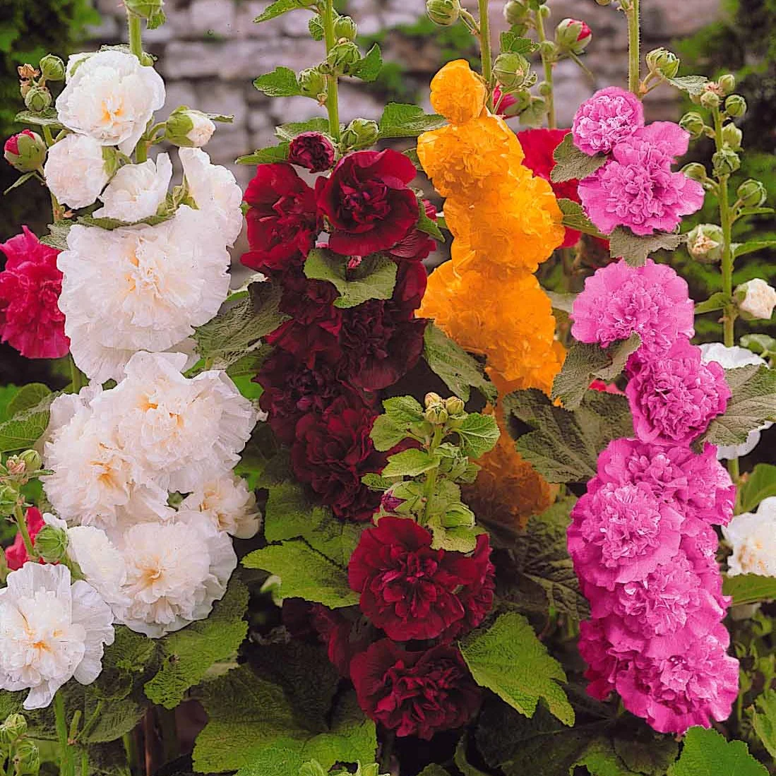 +/- 80 Graines de Rose trémière – Hollyhock seeds -Las semillas de Malva Real – بذور الختمية (الورد الخطمي)
