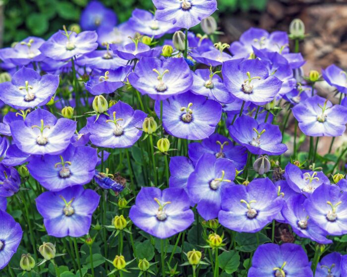 Graines de Campanule Violet