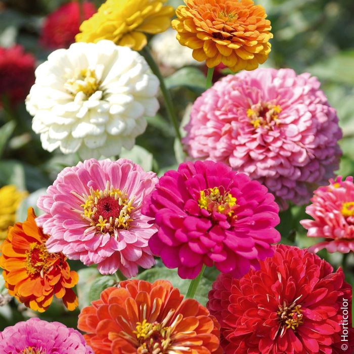 Graines de Zinnia Géant de Californie