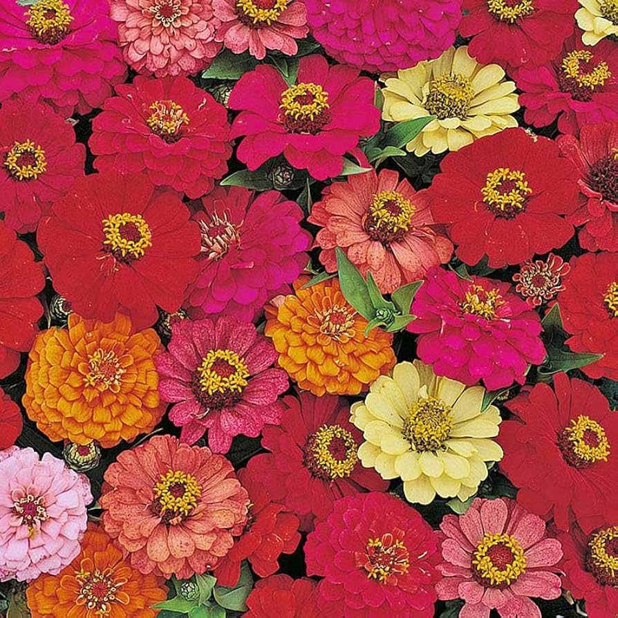 Graines de Zinnia Pulcino