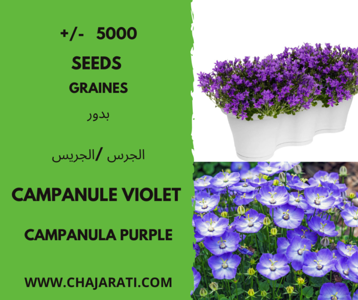 Graines de Campanule Violet