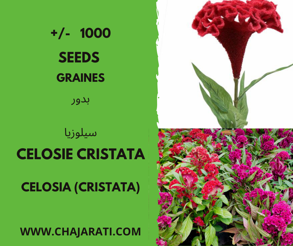 Celosia (Cristata)