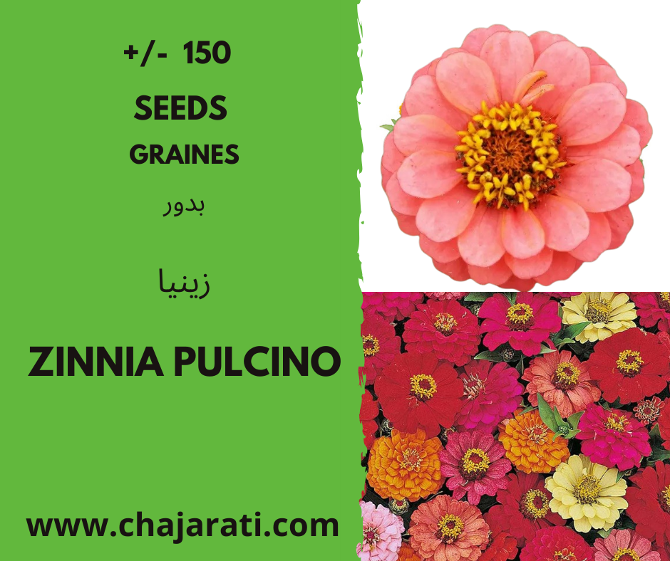 Graines de Zinnia Pulcino