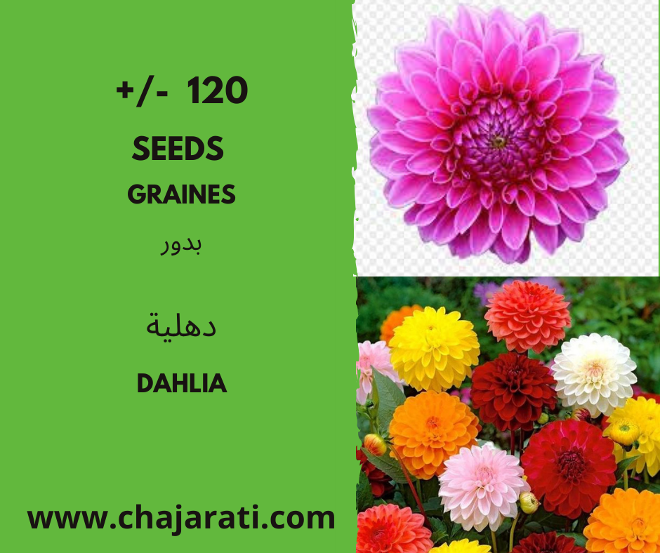 Graines de Dahlia