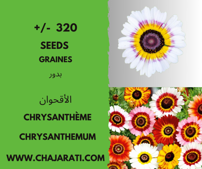 Graines de Chrysanthème