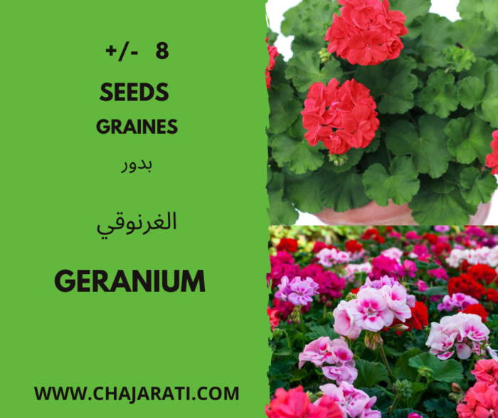 Graines de Géranium