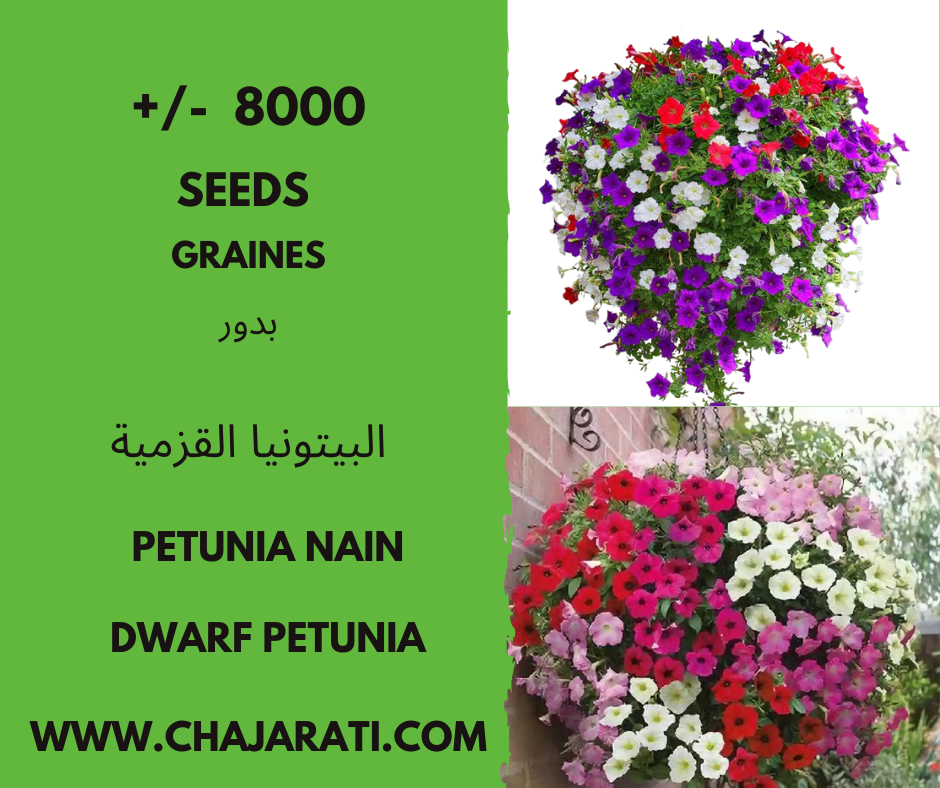 Graines de Pétunia Nain