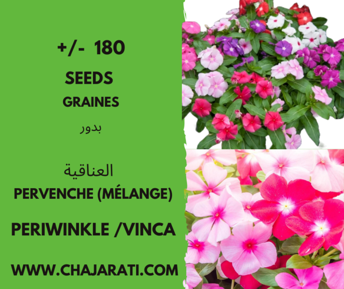 graines de Pervenche (Melange) - vinka Periwinkle seeds