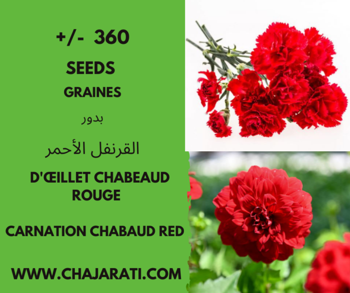 Les graines d'Œillet Chabaud Rouge