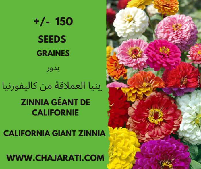 Graines de Zinnia Géant de Californie