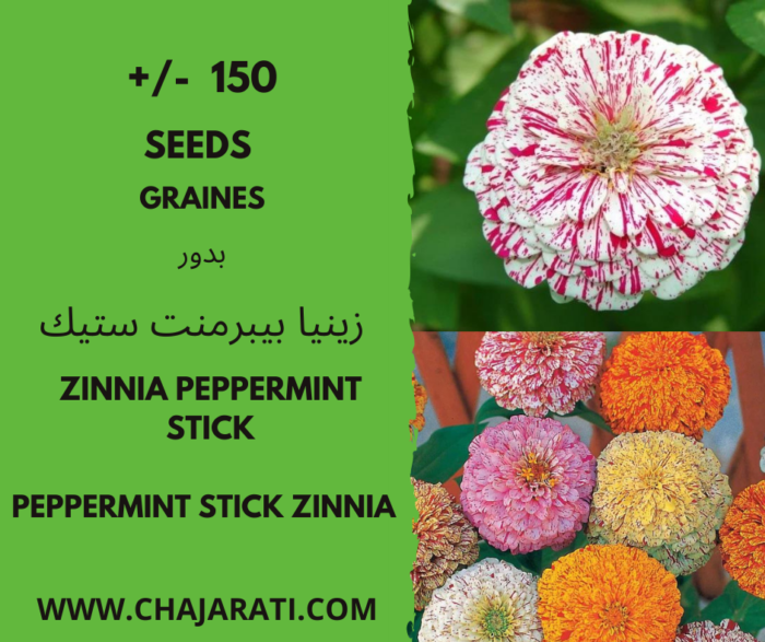 graines de Zinnia Peppermint Stick