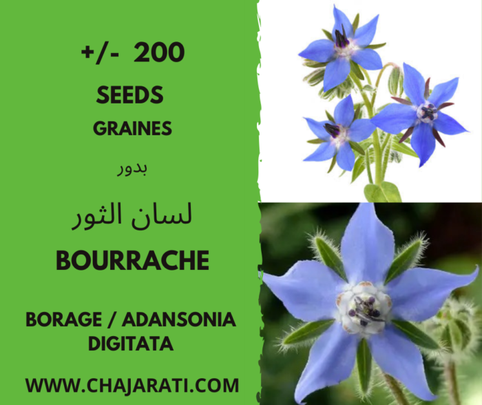 Les graines de bourrache - بذور لسان الثور
