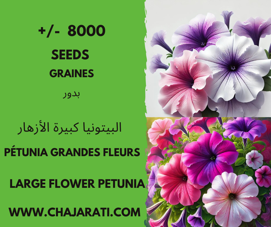 Graines de Pétunia Grandes Fleurs