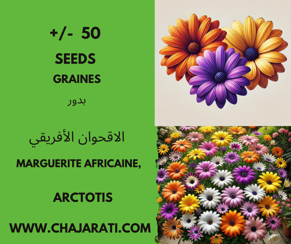 Arctotis – Marguerite d’Afrique