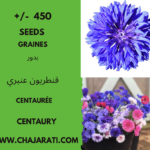 Les graines de Centaurée